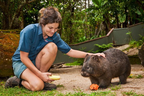 Kuranda Koala Gardens General Entry Ticket - Hervey Bay Accommodation 4