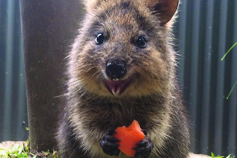 Kuranda Koala Gardens General Entry Ticket - Hervey Bay Accommodation 5