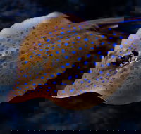 Cairns Aquarium Tour by Twilight with Drink and Appetiser - Hervey Bay Accommodation