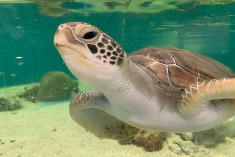 Cairns Aquarium Marine Life Encounter Ticket With 2-Course Lunch - Hervey Bay Accommodation 0