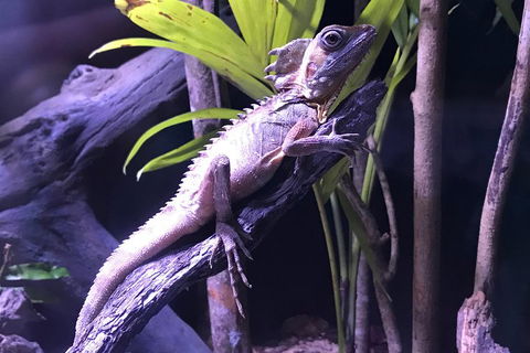 Cairns Aquarium Admission Ticket - Hervey Bay Accommodation 0