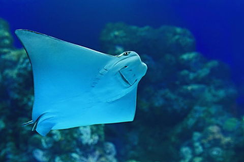 Cairns Aquarium Family Ticket - Hervey Bay Accommodation 0