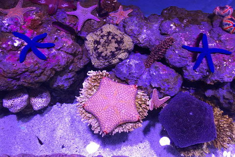 Cairns Aquarium Family Ticket - Hervey Bay Accommodation 1