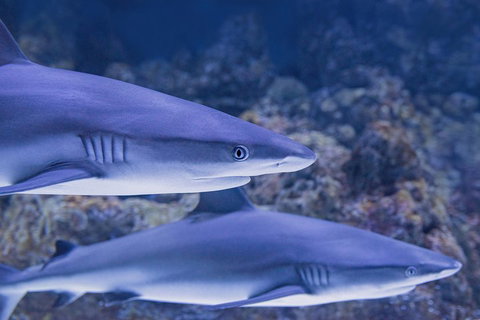 Cairns Aquarium Dive With The Sharks - Hervey Bay Accommodation 1