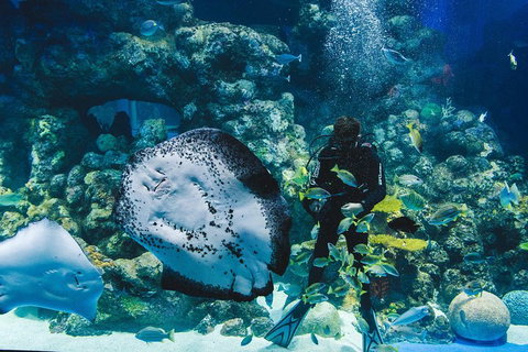 Cairns Aquarium Dive With The Sharks - Hervey Bay Accommodation 2