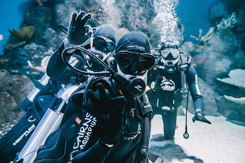 Cairns Aquarium Dive With The Sharks - Hervey Bay Accommodation 3