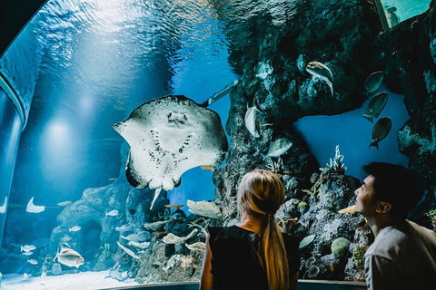 Cairns Aquarium Dive With The Sharks - Hervey Bay Accommodation 4