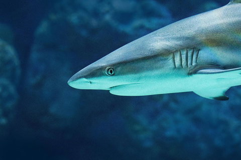 Cairns Aquarium Dive With The Sharks - Hervey Bay Accommodation 5