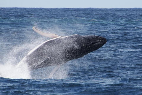 Whale Watching By Sea World Cruises - Tourism Hervey Bay 0