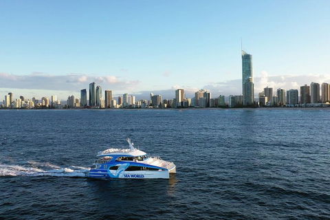 Whale Watching By Sea World Cruises - Tourism Hervey Bay 1
