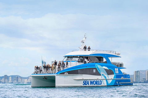 Whale Watching By Sea World Cruises - Tourism Hervey Bay 3