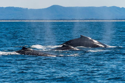 Whale Watching By Sea World Cruises - Tourism Hervey Bay 4