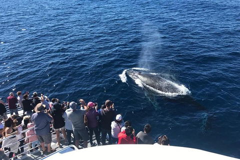 Whale Watching By Sea World Cruises - Tourism Hervey Bay 5