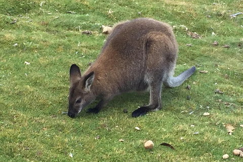 Cradle Mountain Day Tour From Launceston Including Lunch - Tourism Hervey Bay 5