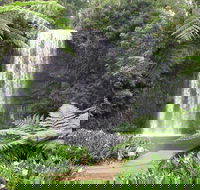 Private Daintree and Cape Tribulation Tour from Port Douglas - Hervey Bay Accommodation