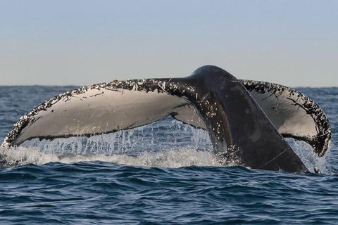 Sydney Whale-Watching Cruise Including Lunch Or Breakfast - Tourism Hervey Bay 0