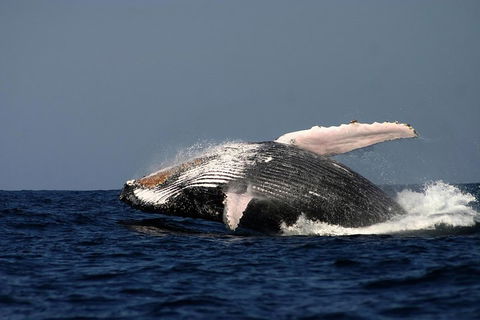 Sydney Whale-Watching Cruise Including Lunch Or Breakfast - Tourism Hervey Bay 1