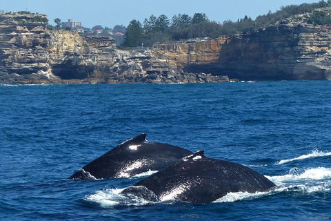 Sydney Whale-Watching Cruise Including Lunch Or Breakfast - Tourism Hervey Bay 2
