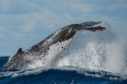 Sydney Whale-Watching Cruise Including Lunch Or Breakfast - Tourism Hervey Bay 4
