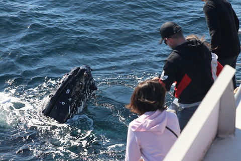 Sydney Whale-Watching Cruise Including Lunch Or Breakfast - Tourism Hervey Bay 5