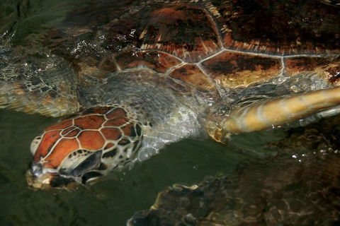 Cape Leveque 4WD Tour From Broome With Optional Return Flight - Hervey Bay Accommodation 2