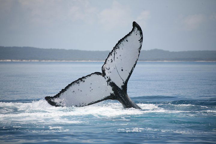  Tourism Hervey Bay