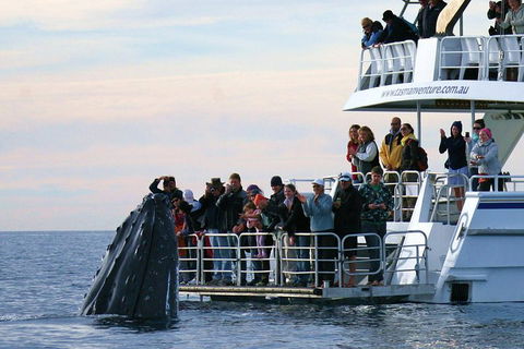 Hervey Bay Whale Watching Cruise - Hervey Bay Accommodation 1