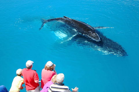 Hervey Bay Whale Watching Cruise - Hervey Bay Accommodation 2