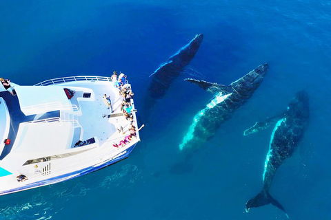 Hervey Bay Whale Watching Cruise - Hervey Bay Accommodation 3