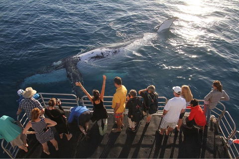 Hervey Bay Whale Watching Cruise - Hervey Bay Accommodation 4
