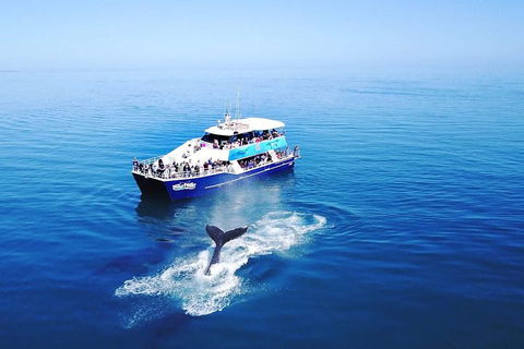 Hervey Bay Whale Watching Cruise - Hervey Bay Accommodation 5