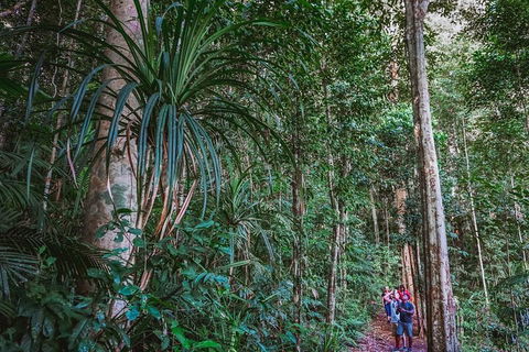 Atherton Tablelands Rain Forest By Night From Cairns - Tourism Hervey Bay 0