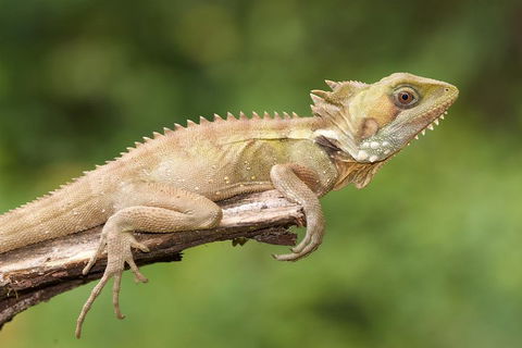 Atherton Tablelands Rain Forest By Night From Cairns - Tourism Hervey Bay 1