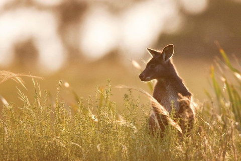 Blue Mountains Day Tour With Wildlife At Sunset From Sydney - Hervey Bay Accommodation 2