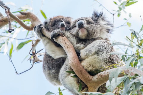 Great Ocean Road And 12 Apostles Day Trip From Melbourne - Hervey Bay Accommodation 1