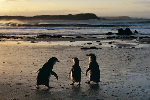 Phillip Island Penguin Parade Day Trip With Koala Conservation Reserve Visit - Hervey Bay Accommodation 0