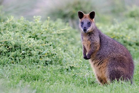 Phillip Island Penguin Parade Day Trip With Koala Conservation Reserve Visit - Hervey Bay Accommodation 1