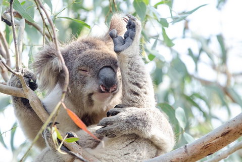 Phillip Island Penguin Parade Day Trip With Koala Conservation Reserve Visit - Hervey Bay Accommodation 2