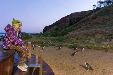 Phillip Island Penguin Parade Day Trip With Koala Conservation Reserve Visit - Hervey Bay Accommodation 3