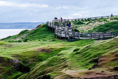 Phillip Island Penguin Parade Day Trip With Koala Conservation Reserve Visit - Hervey Bay Accommodation 4