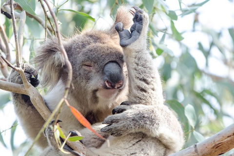 Great Ocean Road Reverse Itinerary With 12 Apostles From Melbourne - Tourism Hervey Bay 1