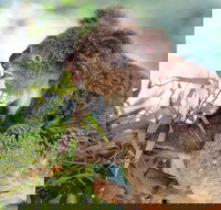 Blue Mountains Private Tour with Kangaroos  Koala Encounter - Hervey Bay Accommodation