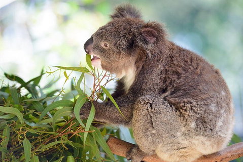 Blue Mountains Private Tour With Kangaroos & Koala Encounter - Hervey Bay Accommodation 0