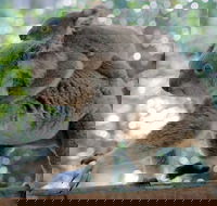 Lone Pine Koala Sanctuary Admission with Brisbane River Cruise - Hervey Bay Accommodation