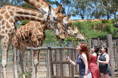 Slumber Safari At Werribee Open Range Zoo - Hervey Bay Accommodation 3