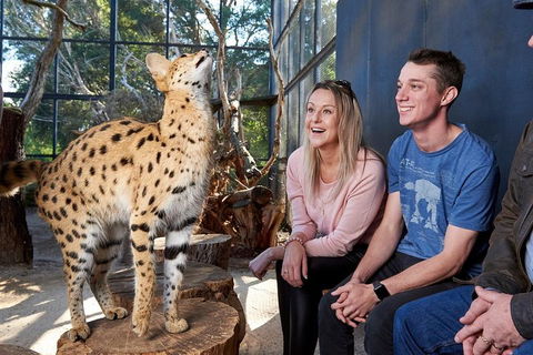 African Cat Encounter At Werribee Open Range Zoo - Tourism Hervey Bay 0