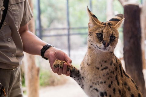 African Cat Encounter At Werribee Open Range Zoo - Tourism Hervey Bay 1