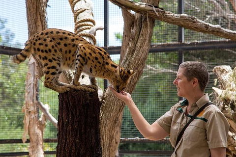 African Cat Encounter At Werribee Open Range Zoo - Tourism Hervey Bay 2