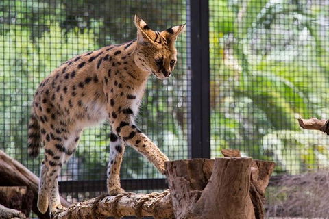 African Cat Encounter At Werribee Open Range Zoo - Tourism Hervey Bay 3
