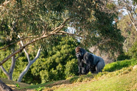 Early Morning Savannah Experience - Tourism Hervey Bay 0